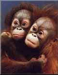 Orang-Utans