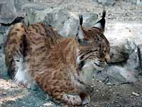 Luchs