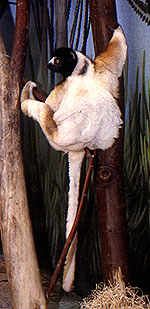 Kronensifaka (Zoo Paris, 1995)