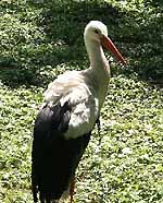 Storch