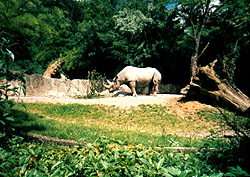 Spitzmaulnashorn (1997)